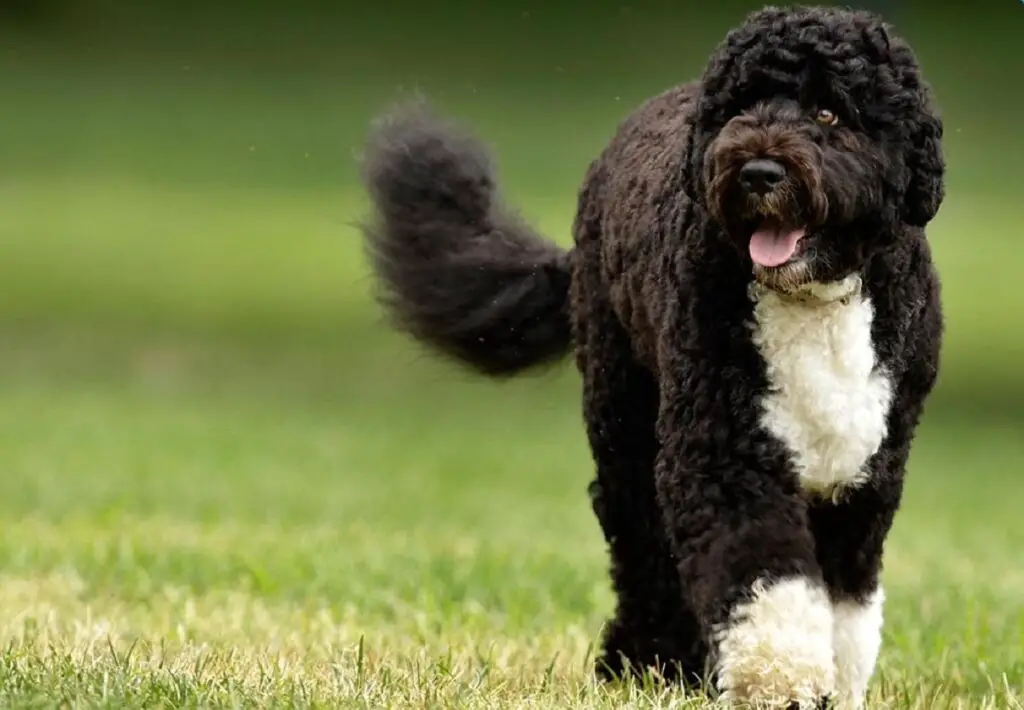 gros chien noir et blanc
