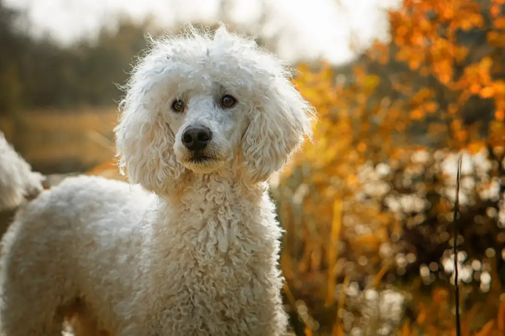 grandes races de chiens qui ne muent pas
