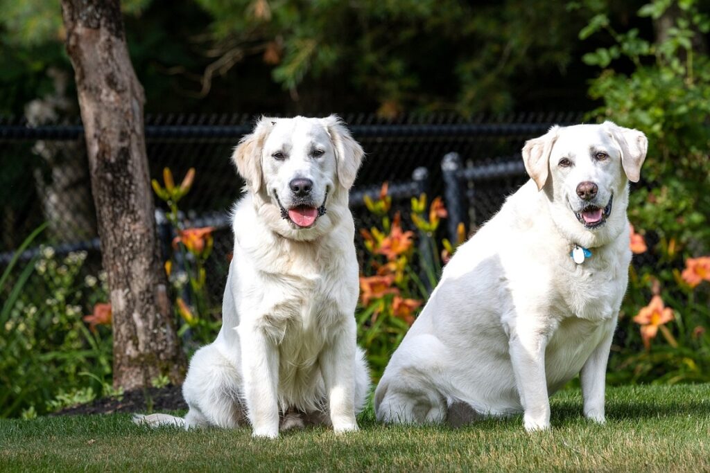 gros chiens
