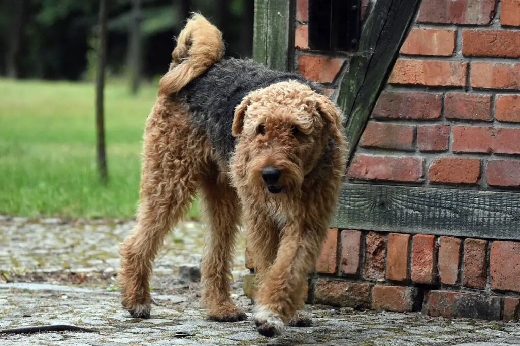 gros chiens qui ne muent pas