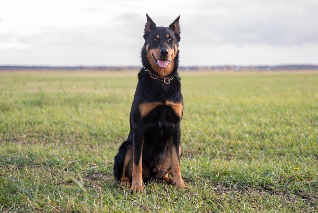 grands chiens de race élégante