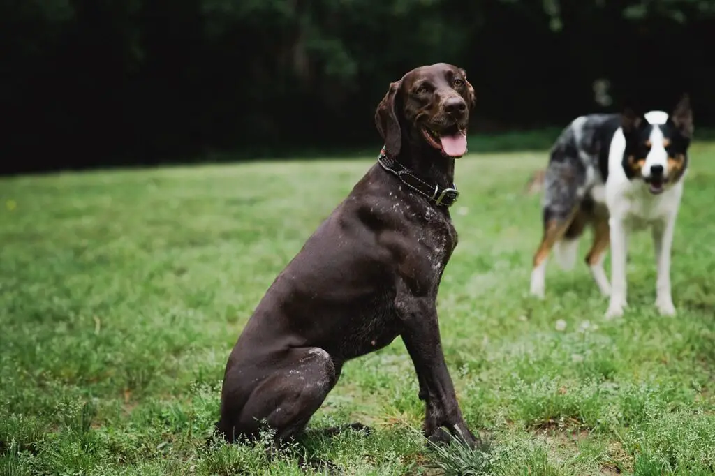 gros chiens de chasse