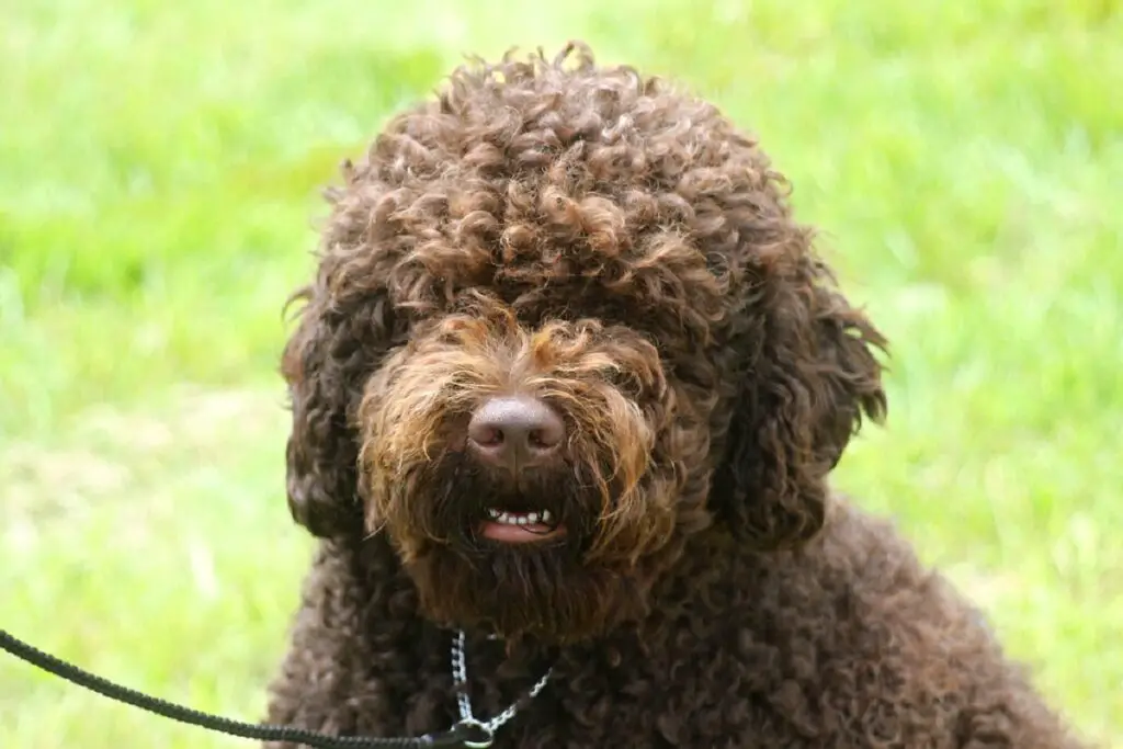 gros chiens hypoallergéniques
