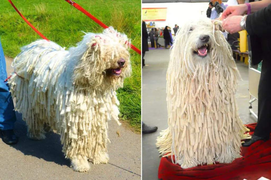 grandes races de chiens blancs moelleux
