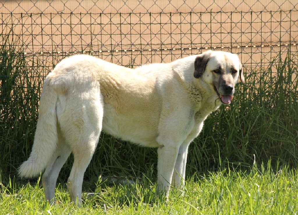 gros chiens
