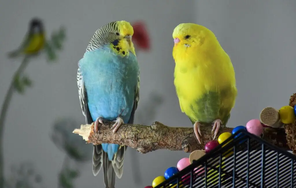 quel est l'animal de compagnie le plus populaire
