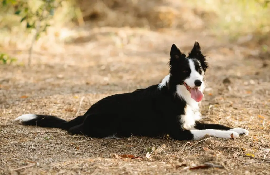 chien noir et blanc
