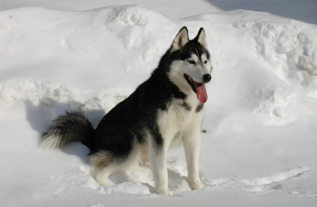 races de chiens noirs et blancs
