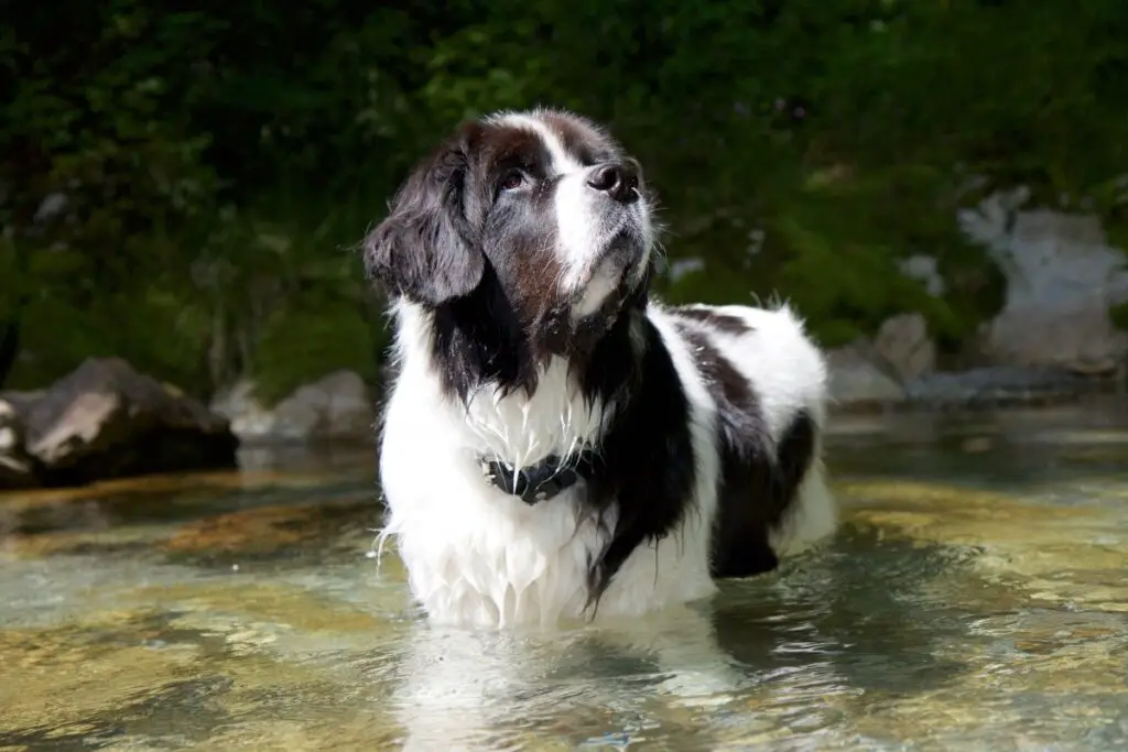 chien noir et blanc de grande race
