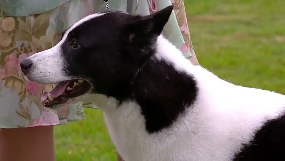 Images : chien noir et blanc
