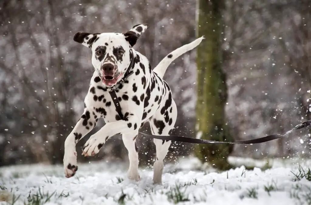 chiens noirs et blancs
