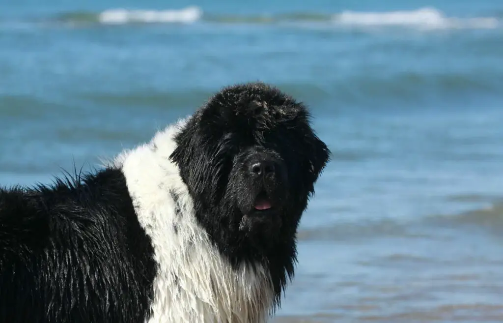 chien poil long noir et blanc
