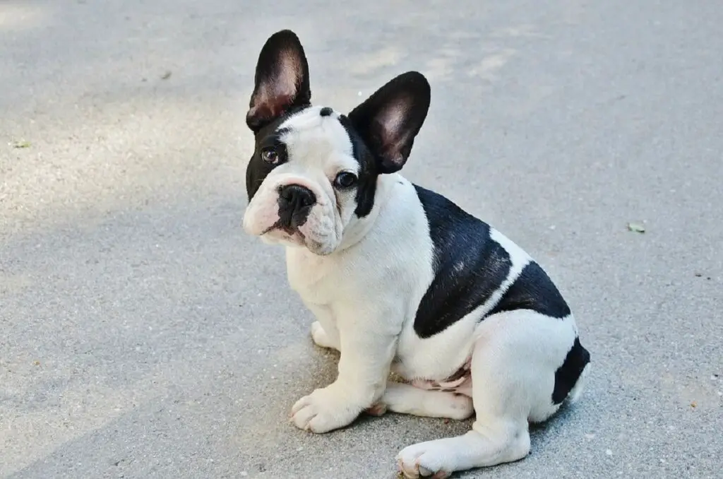 chiot noir et blanc
