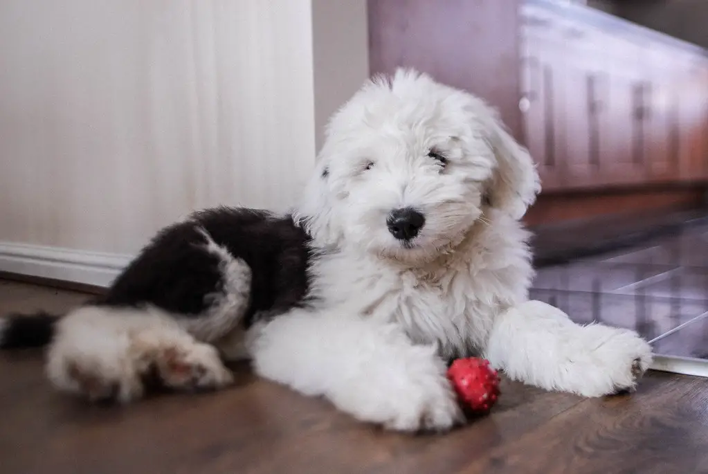 races de chiens noirs et blancs
