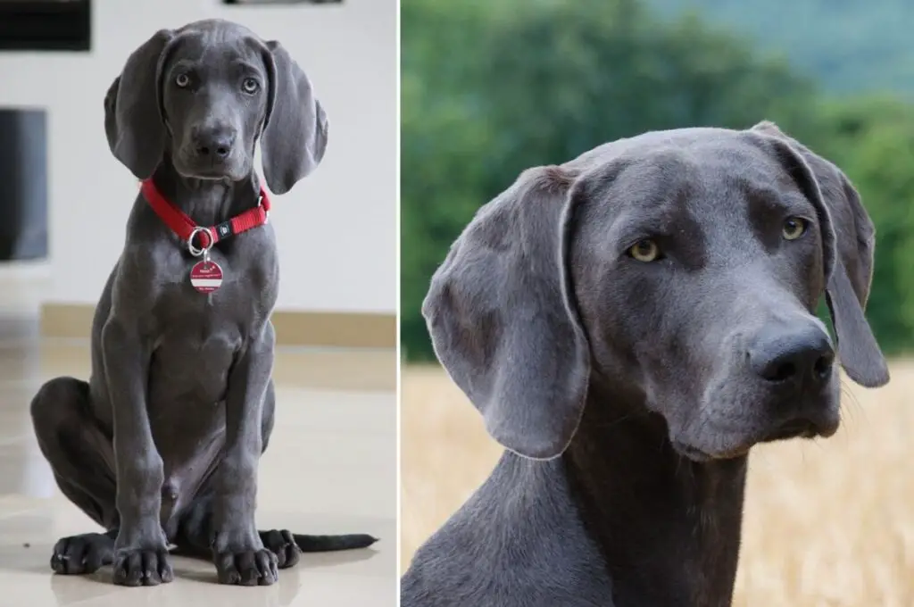 chien à manteau bleu
