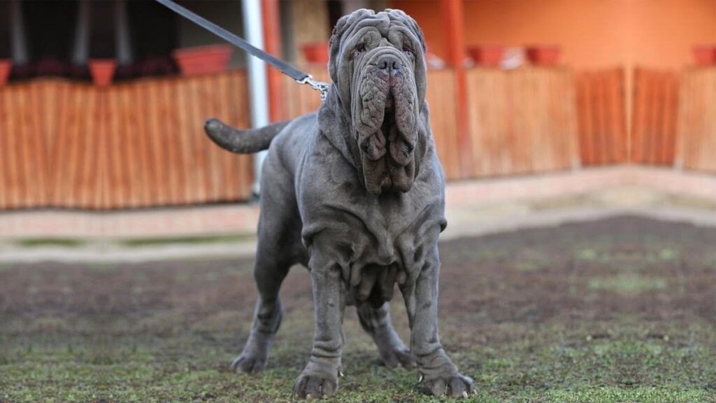 chiens à manteau bleu
