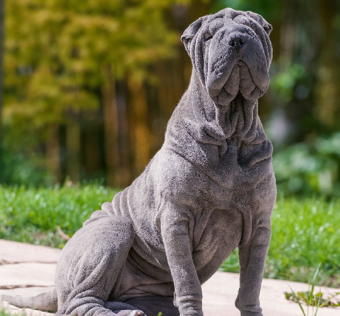 chien de couleur bleue
