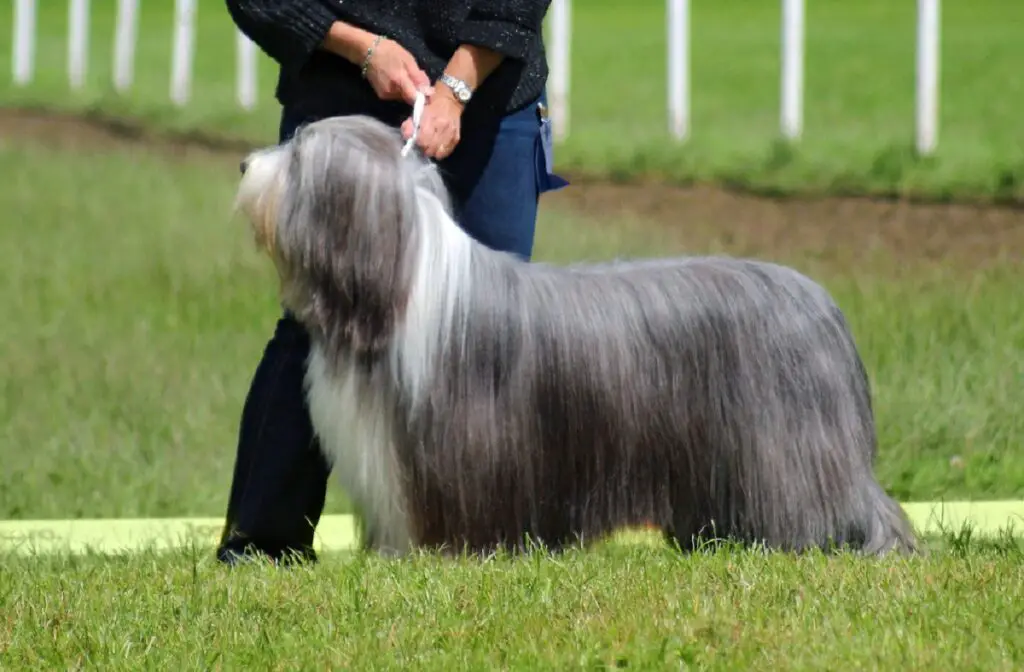 races de chiens bleus
