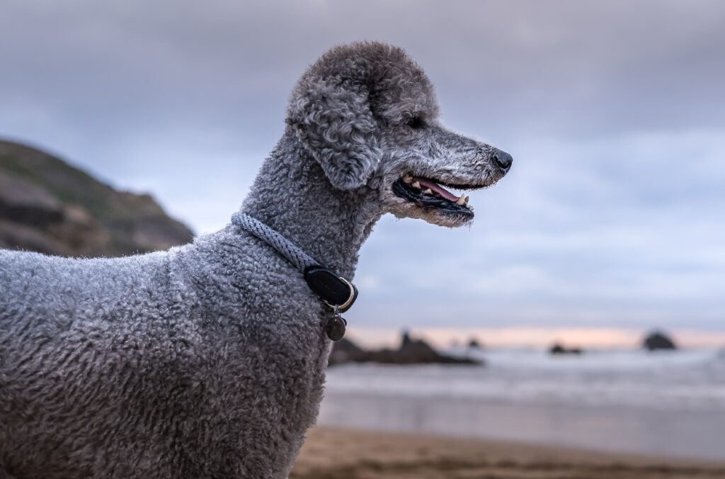 race de chien bleu