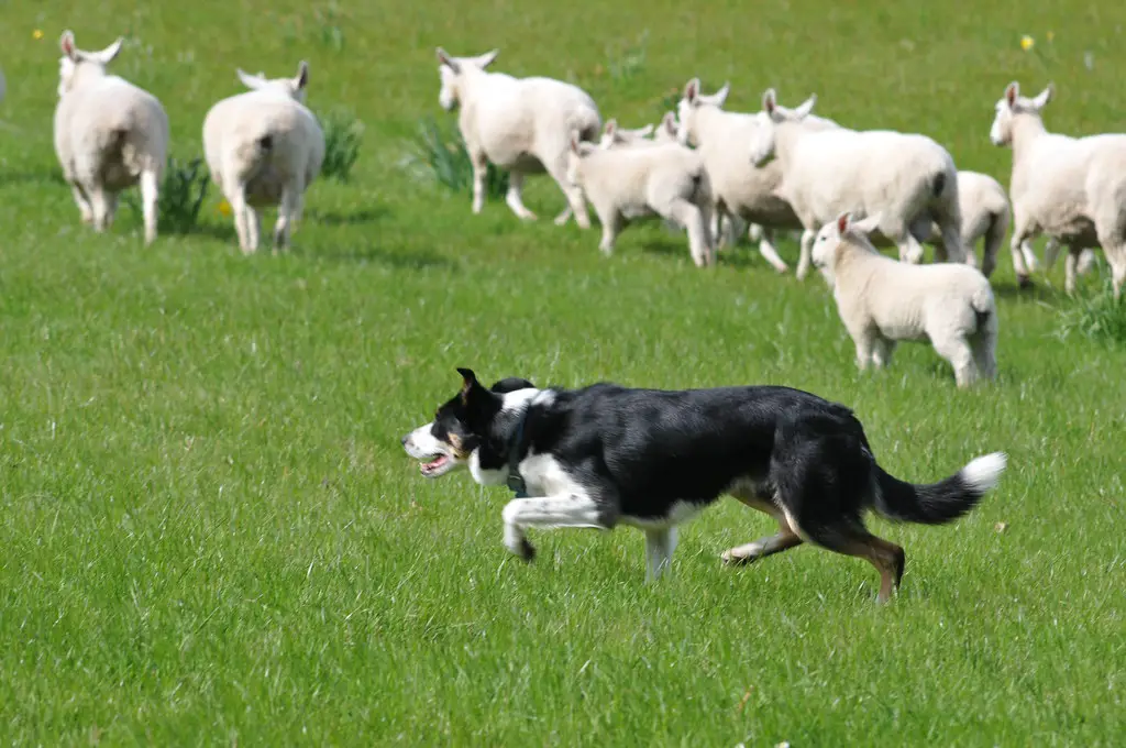 Border Collie Style de troupeau