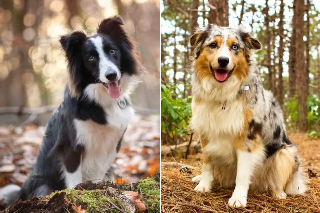 border collie contre berger australien