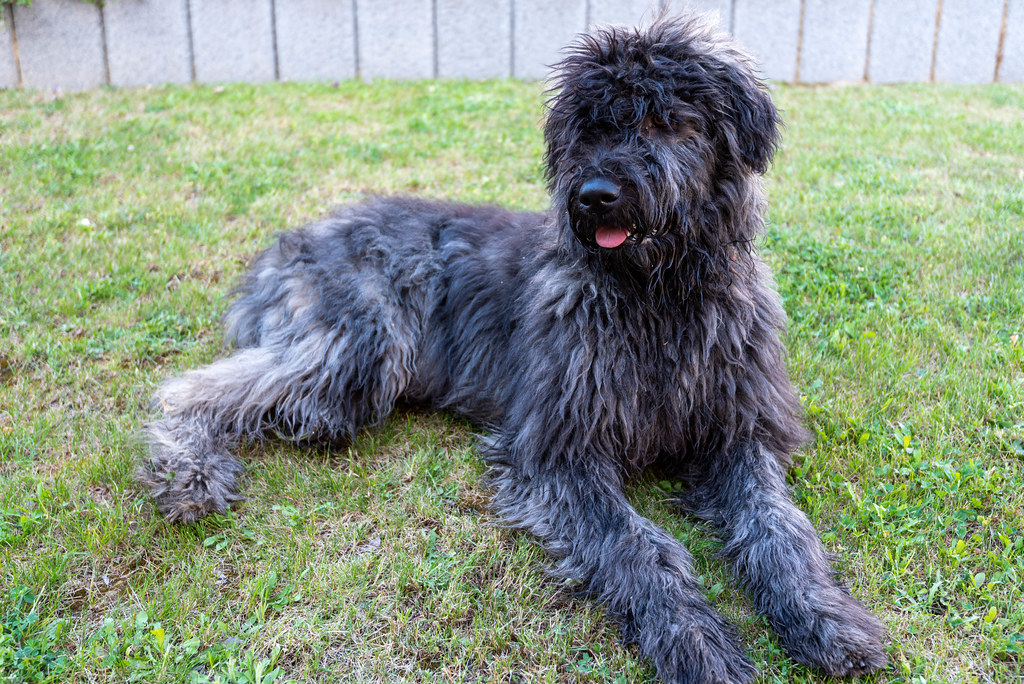 bouvier des flandres hypoallergénique
