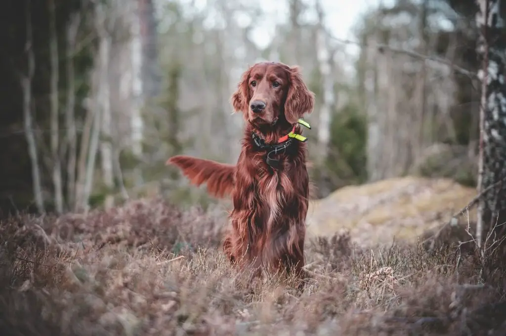 races de chiens de chasse
