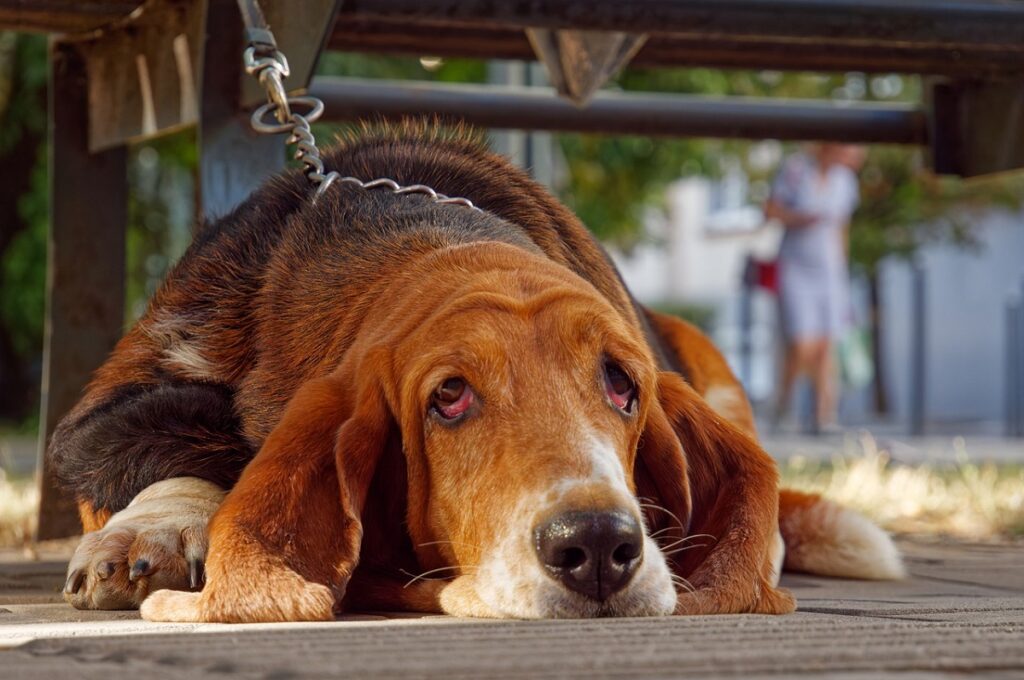 chiens de chasse bruns