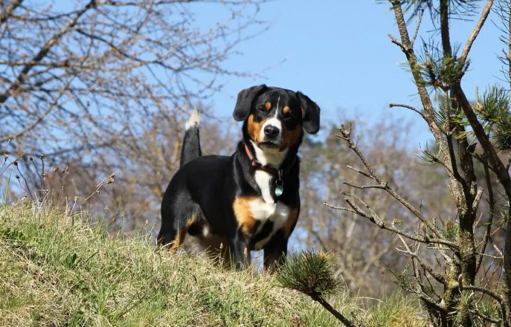 chien marron noir et blanc
