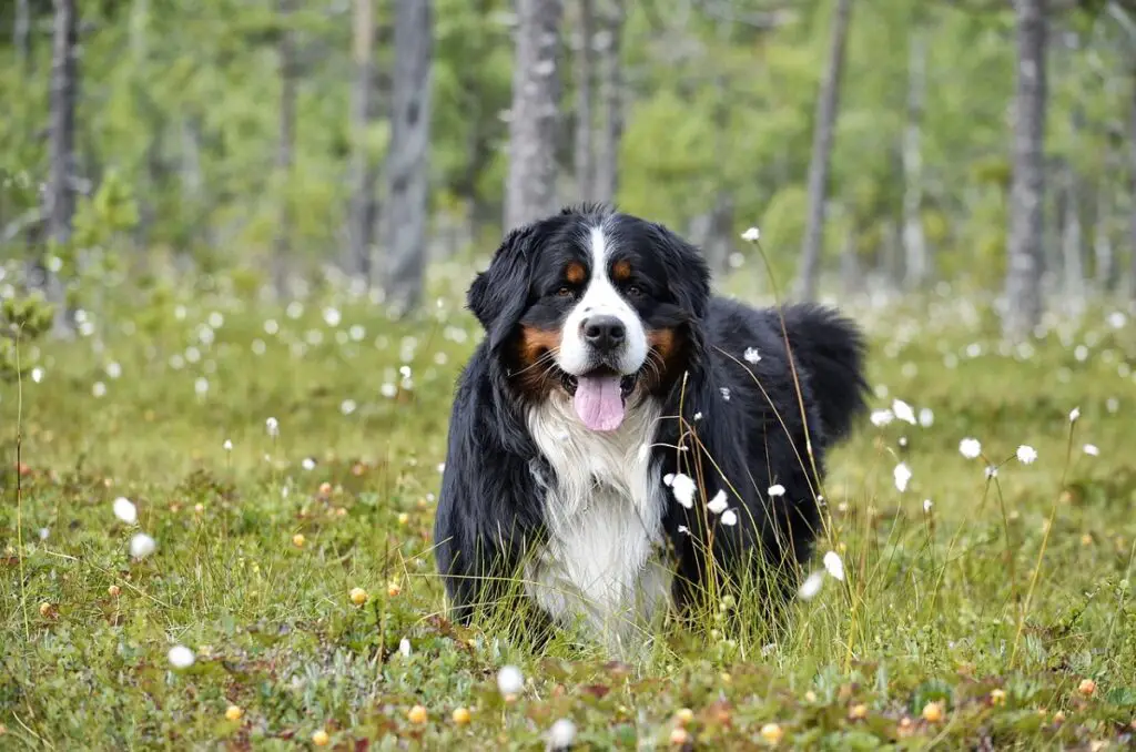 race de chien marron noir blanc
