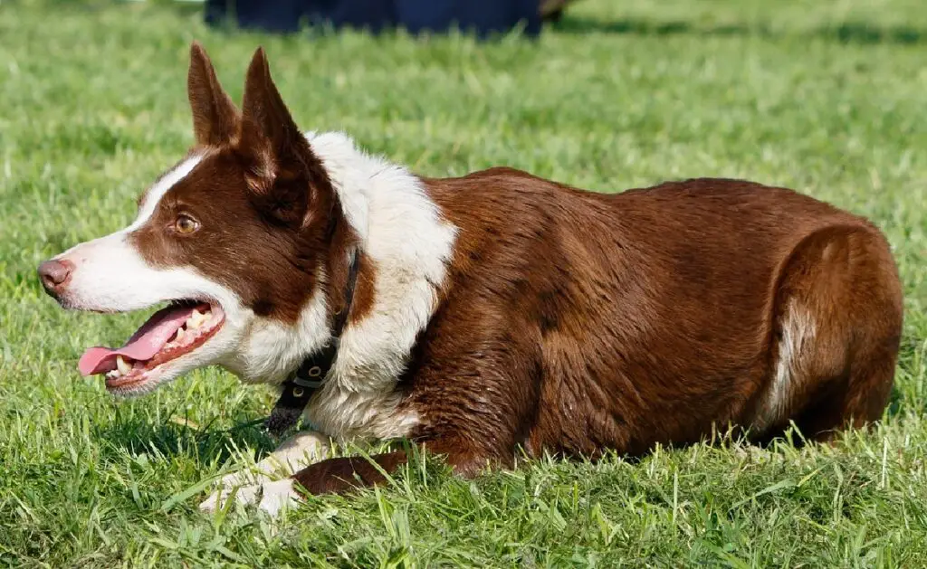 races de chiens bruns