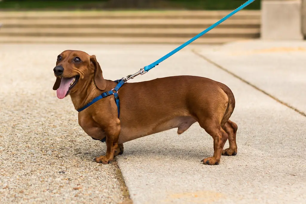 races de chiens bruns
