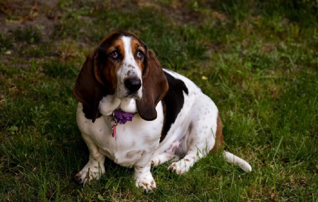 chien noir marron et blanc
