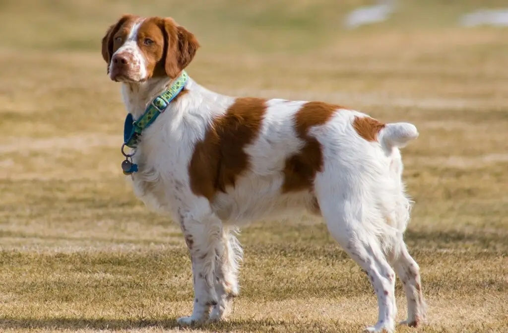 types de chiens d'arrêt