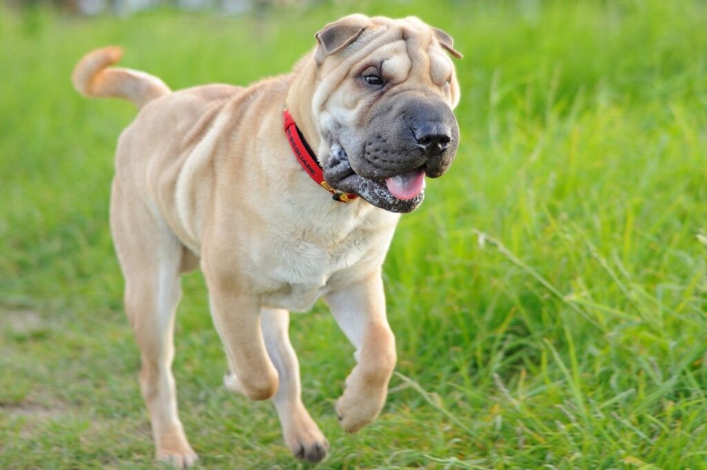 races de chiens insectes
