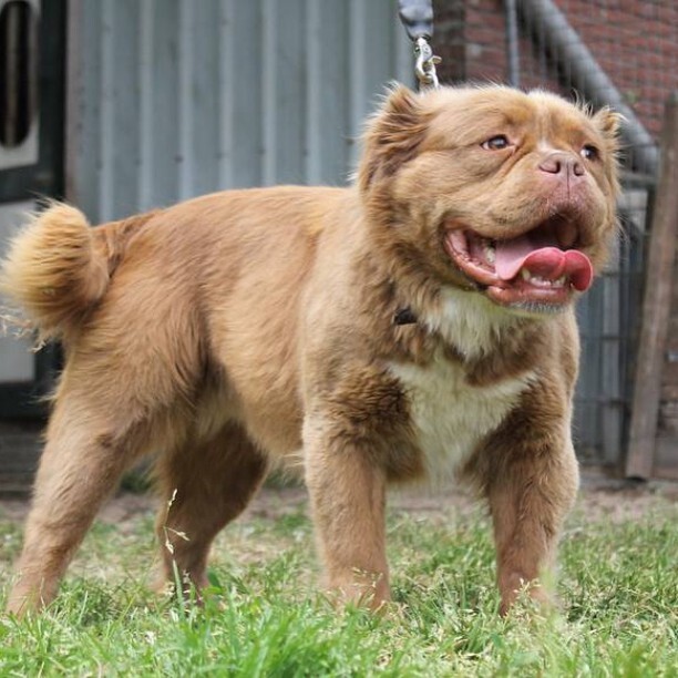 bouledogue marron
