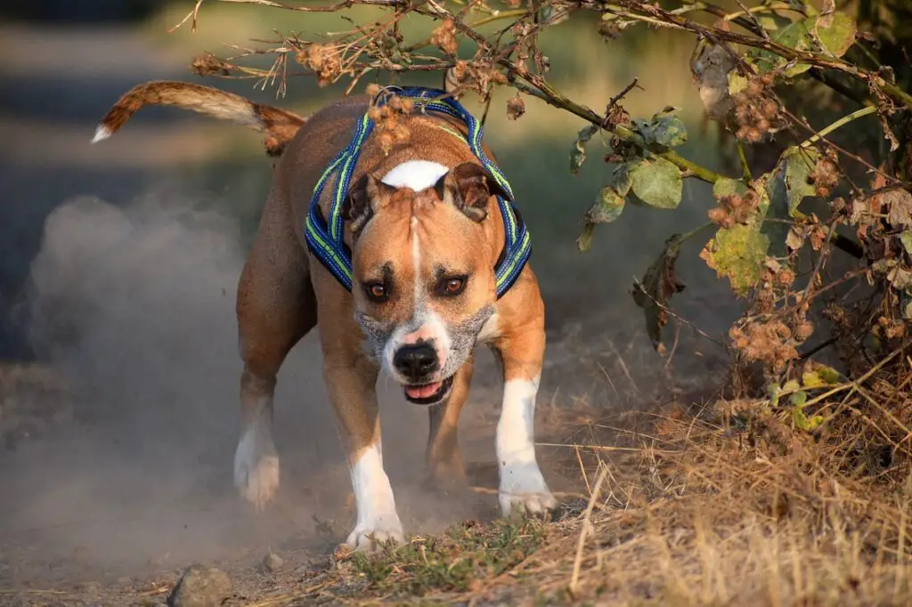 chiens de race intimidateur
