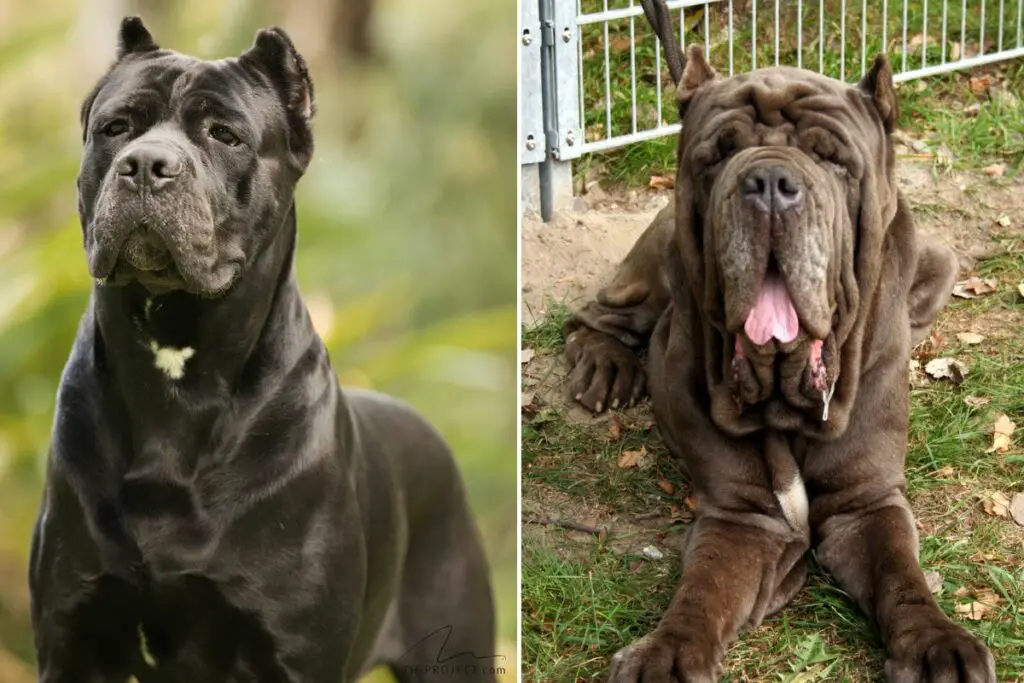 Dogue napolitain Cane Corso