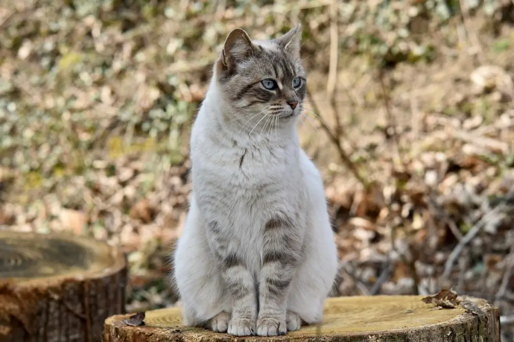 types d'animaux de compagnie
