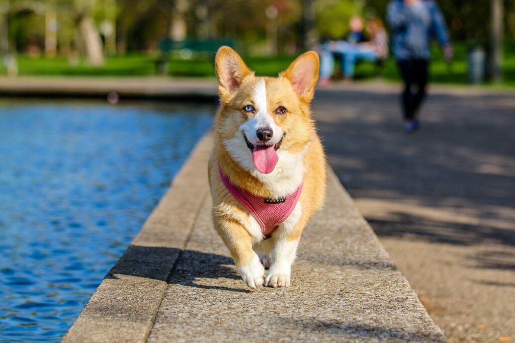 chien le moins cher