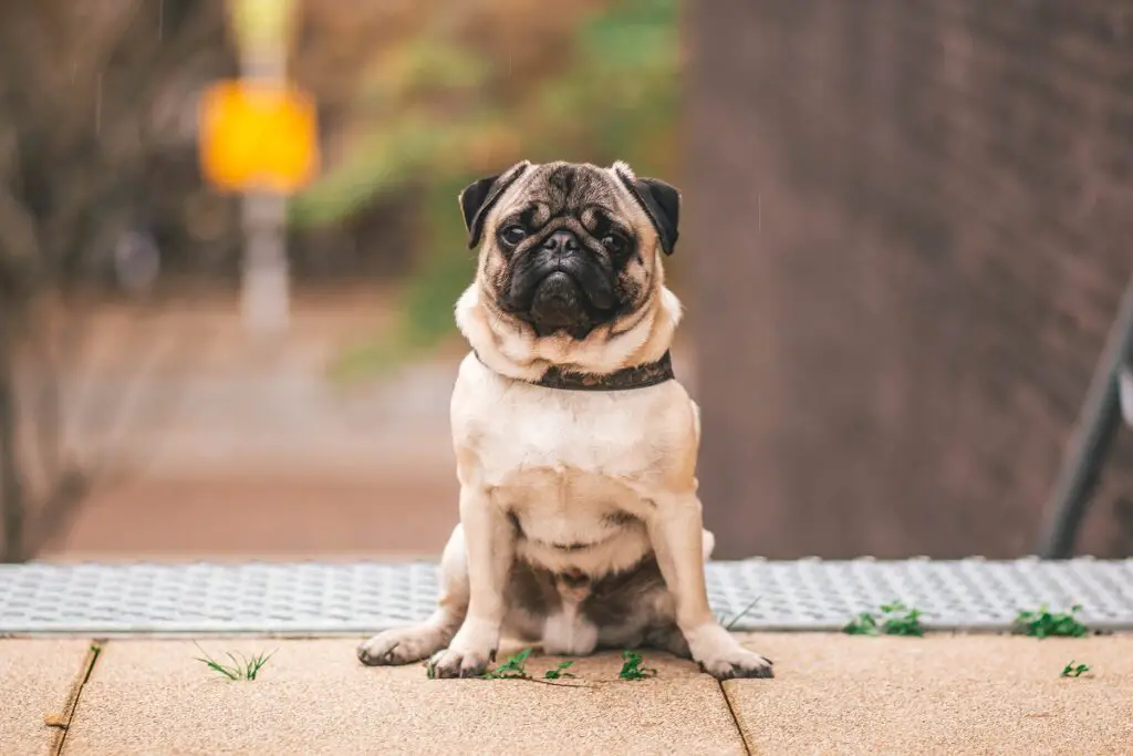 chien le moins cher du monde