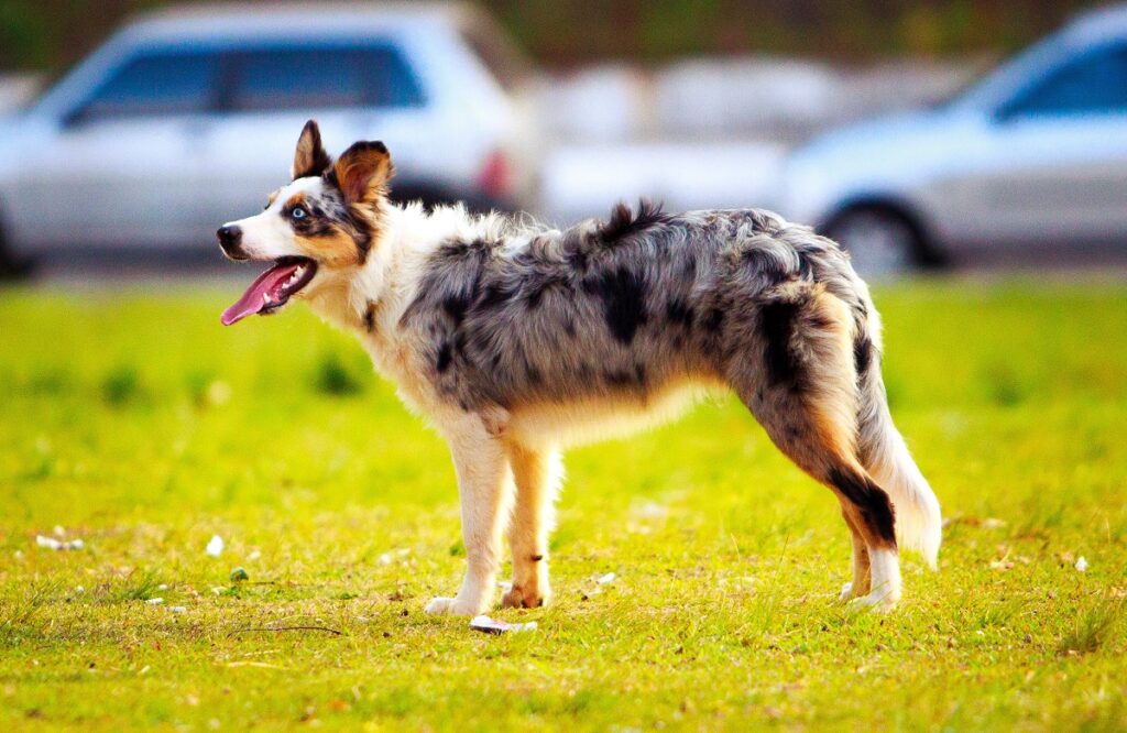 chien de couleur