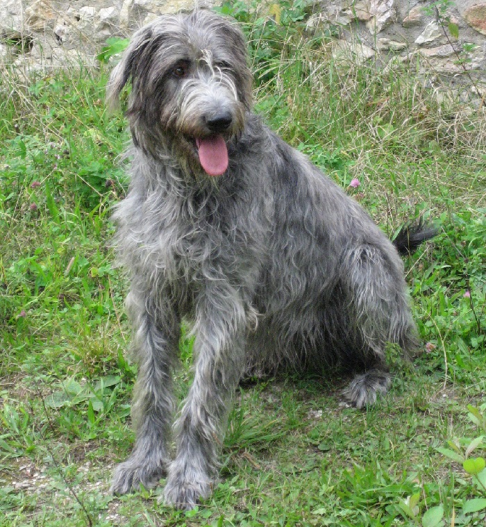 chiens de couleur
