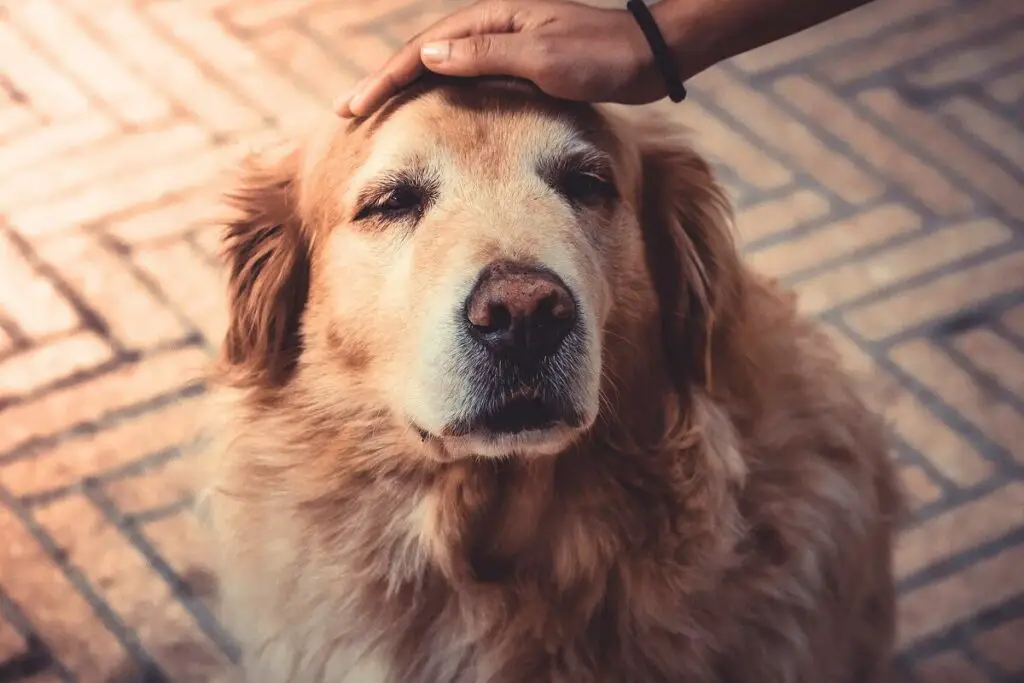 problème de santé courant chez le golden retriever