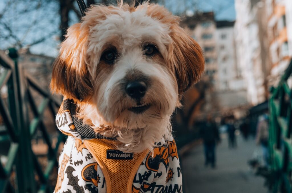 races de chiens mixtes les plus cool
