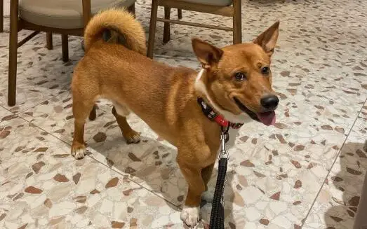 mélange corgi akita