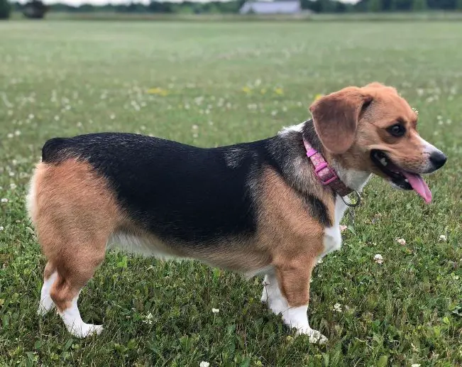 mélange de corgi et de beagle