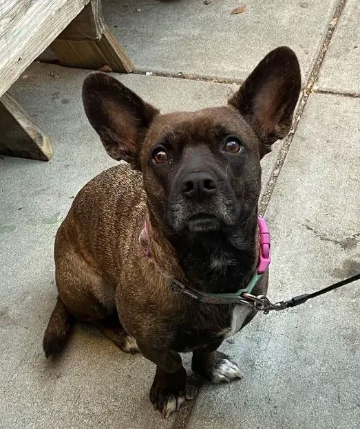 mélange de bouledogue corgi