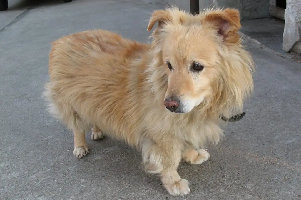 mélange de corgi golden retriever
