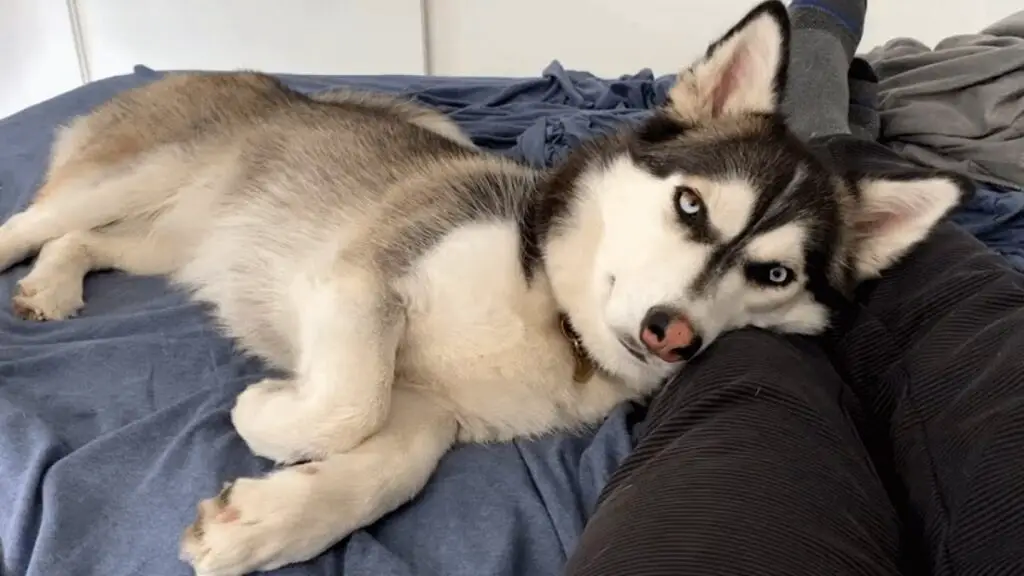 mélange de corgi husky
